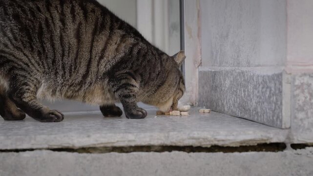 The Life of a Tabby Cat 27