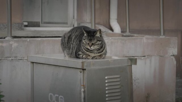 The Life of a Tabby Cat 5
