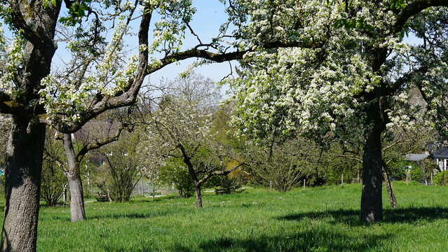 Apfelbl&uuml;te an Obstb&auml;umen