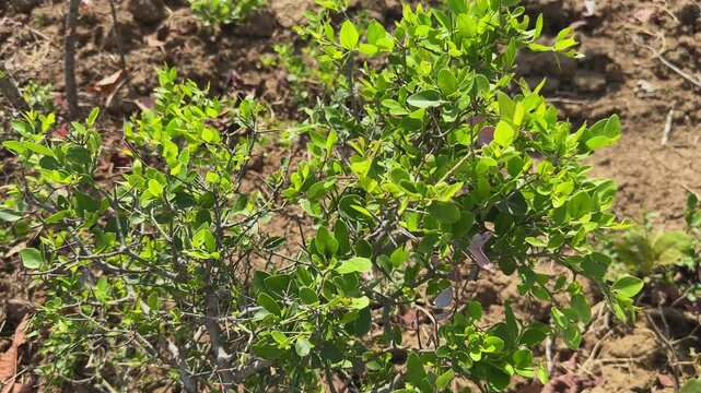 Cinematic orbiting view of healthy Carissa carandas shrub growing in dry soil with fresh green leaves and thorny branches illuminated by bright natural sunlight in outdoor rural environment