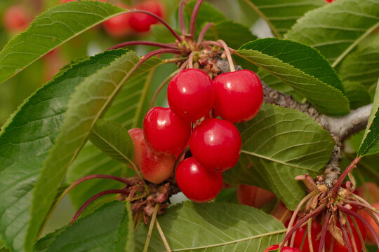 Fresh ripe sweet cherries growing on tree branches in a commercial cherry orchard during summer harvest season. Agricultural fruit production and healthy natural food concept.