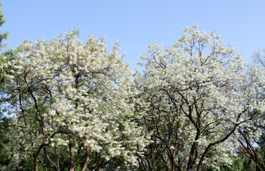 Fototapeta premium Big Yellowhorn trees (Xanthoceras sorbifolium) covered in white spring blossoms, photographed against a clear blue sky in Summer Palace, Beijing, China. The tree shows its full canopy of flowers.