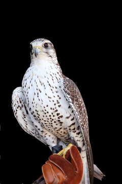 Fiert&eacute; de cet oiseau de proie