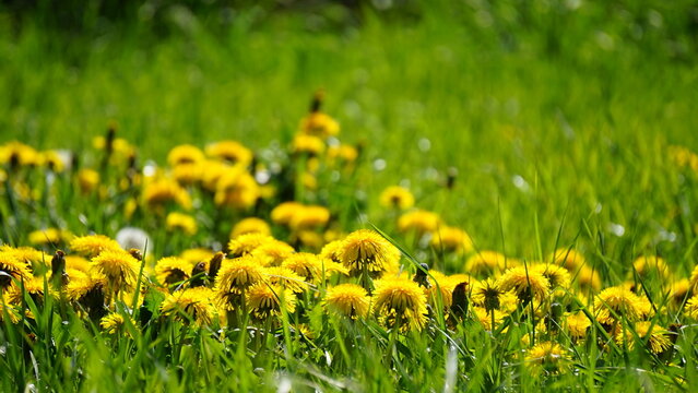 L&ouml;wenzahn auf einer Wiese