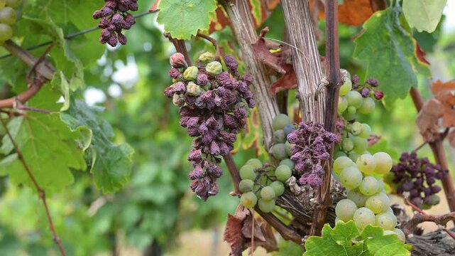 Fungal disease, powdery mildew or gray mold on grapes, Moselle vineyard, heat damage, waterlogging, dryness, sunburn and nutrient deficiency