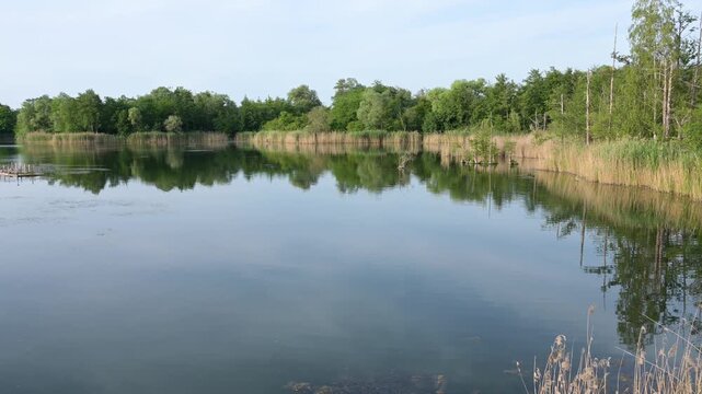 Biodiversity Haff Reimech, wetland and nature reserve in Luxembourg, pond surrounded by reed and trees, swamp landscape