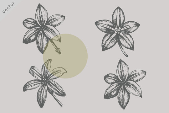 Vintage Rangoon Creeper Flower Vector Illustration in Retro Engraved Style Featuring Hand Drawn Botanical Floral Artwork for Wedding Pattern Branding and Decorative Design