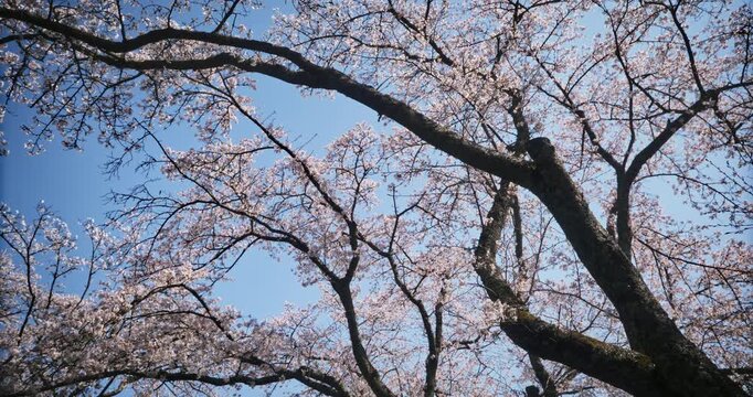 Tall cherry blossom trees - low, wide, steady cam shot