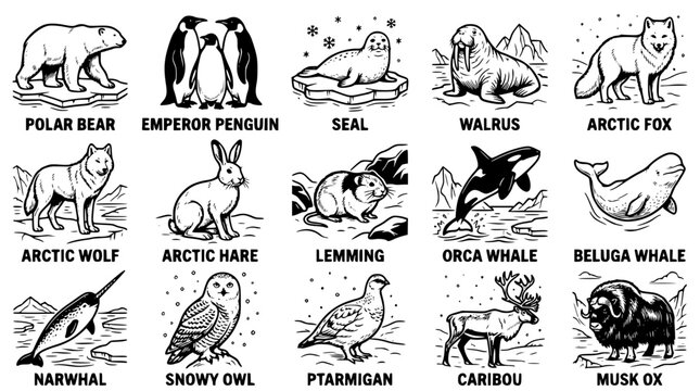Black and white vector illustration of Arctic animals and their names