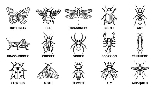Black and white vector illustration of various insects and bugs
