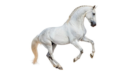 Fototapeta premium Beautiful white horse trotting gracefully with its tail raised on transparent background