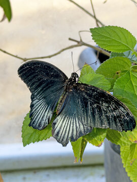 The beautiful tropical butterfly , Papilo Mormon
