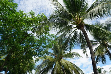 Fototapeta premium palm tree in the wind