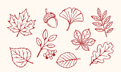 Autumn leaves outline collection featuring maple oak ginkgo chestnut birch leaf acorn and berry branch in elegant botanical line art style for seasonal design applications © Liudmila