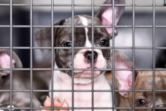 French Bulldog dog puppies in cage behind bars