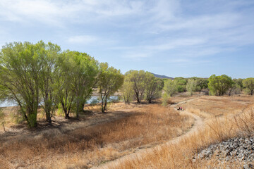 Fototapeta premium Walkers with their dogs on a scenic trail tall grass