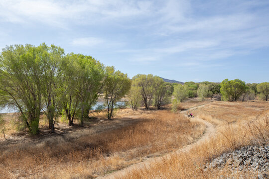 Walkers with their dogs on a scenic trail tall grass
