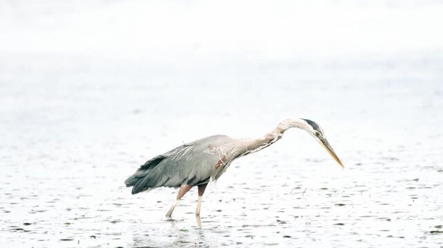 Full length shot of a great blue heron catching a fish in Puget Sound