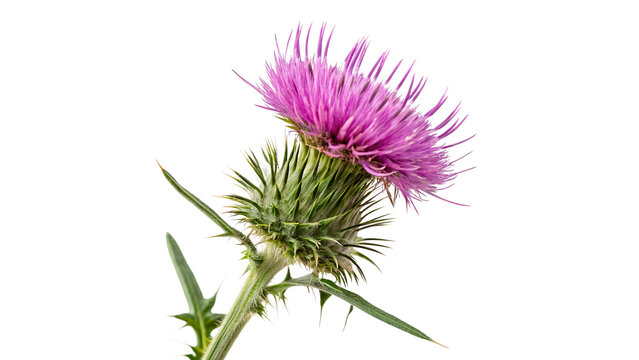 Purple milk thistle flower with sharp green thorns isolated on transparent background