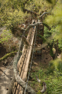 People climb wooden walkway through forest in Myakka River State Park