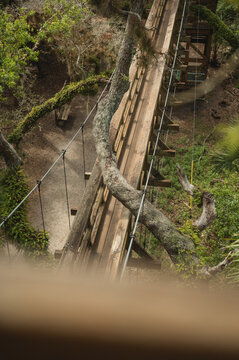 High angle view of wooden canopy walkway at Myakka River State Park