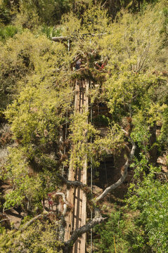 Looking down on long forest canopy walkway at Myakka River State Park