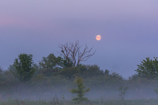 A full moon shines over a misty field with dark green trees and a leafless silhouette against a purple sky