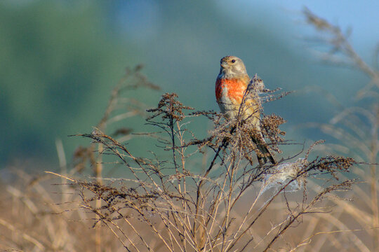 Linnet perches on dry, brown branches against a soft, blurred background