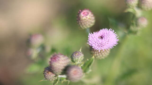 Beautiful Purple Thistle Flower Close-Up