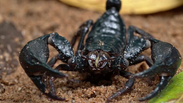 Head On Macro Portrait of a Tropical Scorpion