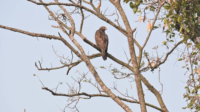 Crested honey buzzard or Pernis ptilorhynchus. Its common name is&nbsp;oriental honey buzzard,&nbsp;Asiatic honey buzzard and Eastern honey buzzard. It is a&nbsp;bird of prey&nbsp;in the family&nbsp;Accipitridae. 