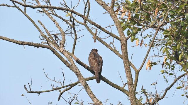 Crested honey buzzard or Pernis ptilorhynchus. Its common name is&nbsp;oriental honey buzzard,&nbsp;Asiatic honey buzzard and Eastern honey buzzard. It is a&nbsp;bird of prey&nbsp;in the family&nbsp;Accipitridae. 