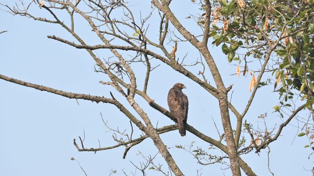 Crested honey buzzard or Pernis ptilorhynchus. Its common name is&nbsp;oriental honey buzzard,&nbsp;Asiatic honey buzzard and Eastern honey buzzard. It is a&nbsp;bird of prey&nbsp;in the family&nbsp;Accipitridae. 