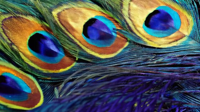 Peacock feathers display bright colors and patterns in nature