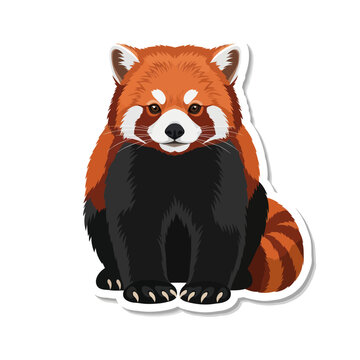 Red Panda Sitting Alone Looking Forward.