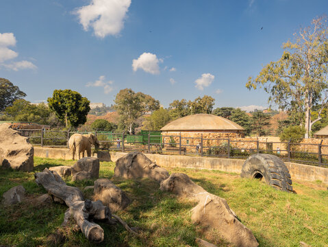 African elephant feeding in elaborate zoo enclosure with rocks, tree trunks and tyres