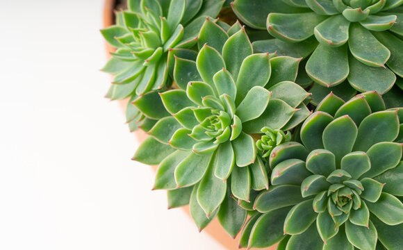 Graptopetalum altair mini succulent close up