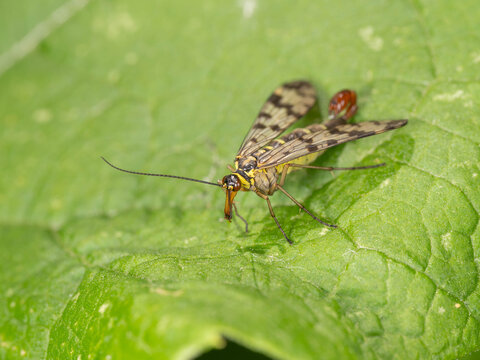 Bio Diversity - Panorpa communis - Macro of the Common Scorpionfly