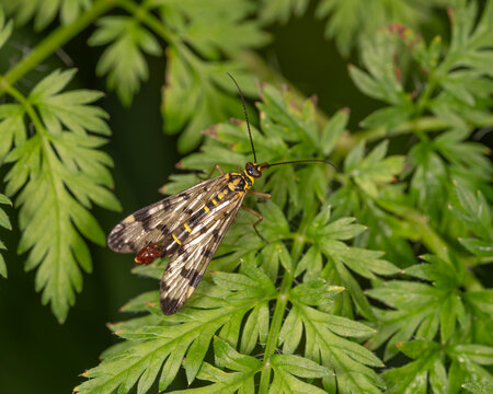 Bio Diversity - Panorpa communis - Macro of the Common Scorpionfly