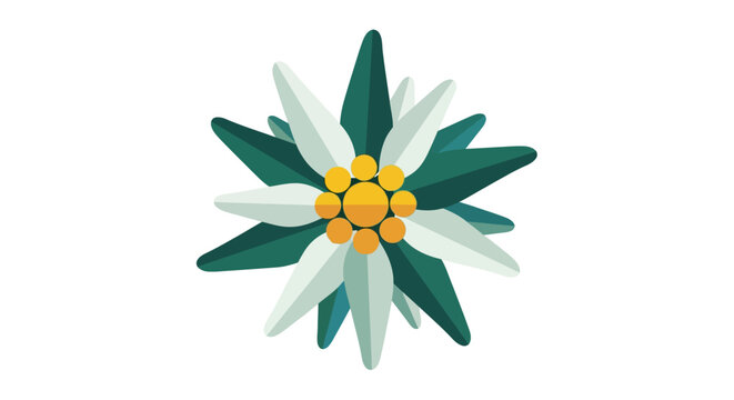 Bright white edelweiss flower with green leaves illustration.