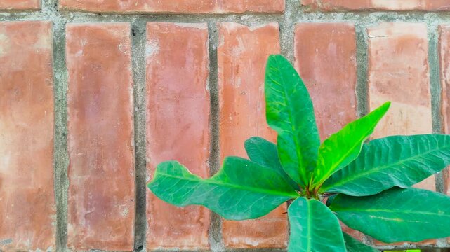 Single Green Leaf Against Red Brick Wall Minimal Nature Background with Text Space