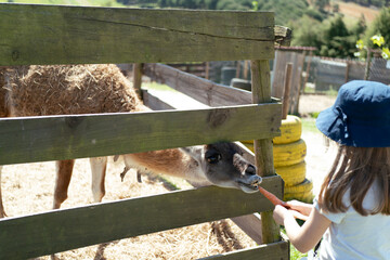 Child feeding carrot to llama at petting zoo © Digito  Pitoresco