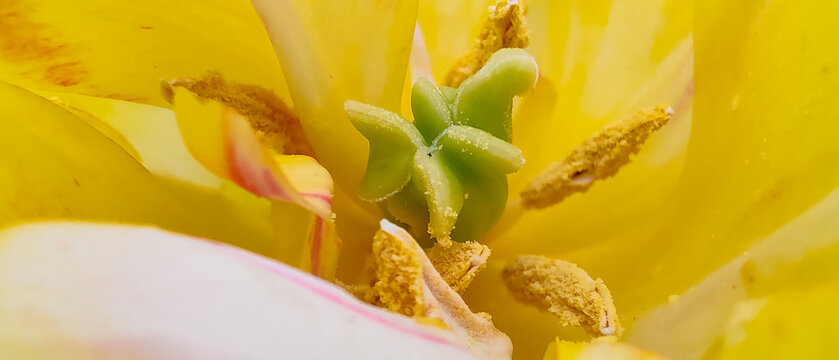 Extreme macro close-up of the inner reproductive organs of a yellow tulip flower, showing the detailed green pistil stigma and surrounding yellow anthers with pollen grains.
