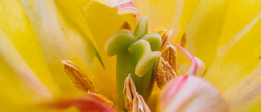 Extreme macro close-up of the inner reproductive organs of a yellow tulip flower, showing the detailed green pistil stigma and surrounding yellow anthers with pollen grains.