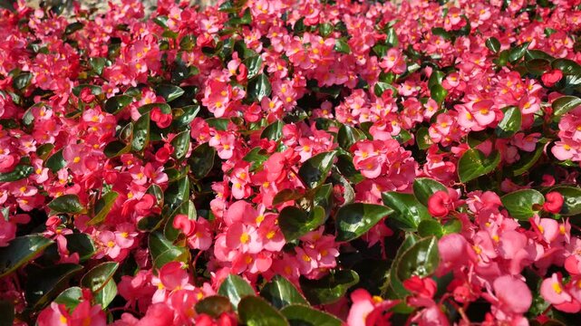 Flowers in La Rocca park Bergamo upper, Lombardy, Italy