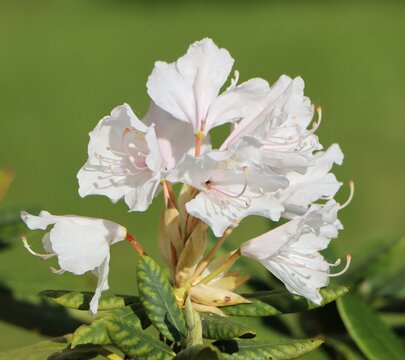 Beautiful flowers of Rhododendron plant