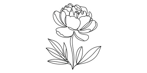 Continuous single line drawing of a beautiful peony flower © Alzin