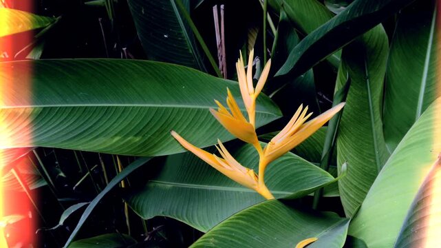 Yellow heliconia flower in tropical garden with vintage film light leak effect
