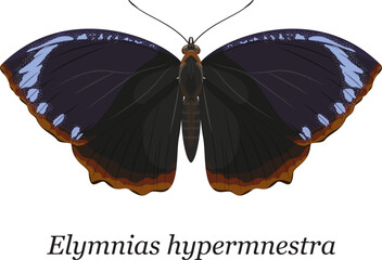 A detailed vector illustration of a Common Palmfly Butterfly (Elymnias hypermnestra), isolated on a white background © Ento