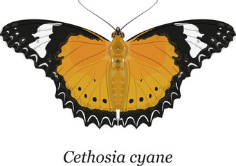 A detailed vector illustration of a Leopard Lacewing Butterfly (Cethosia cyane), isolated on a white background © Ento